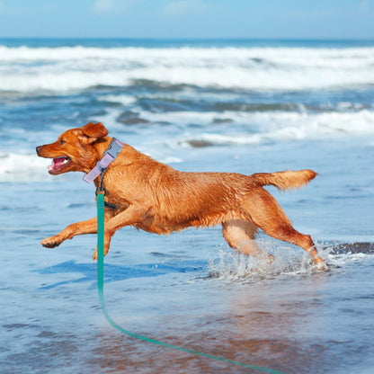 CLAWCARE™ — WATERPROOF TRAINING LEASH