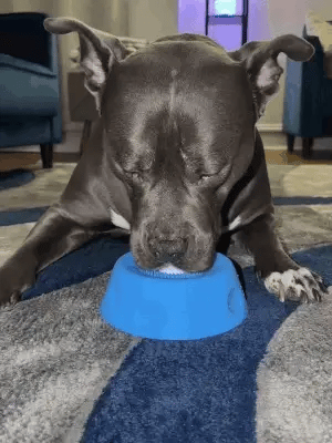 Canine CalmBowl™ — Bol Lécheur Anti-Stress Interactif pour Chien
